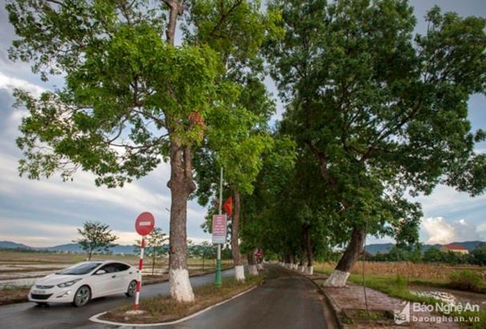 Ông Trần Lê Chương - Chủ tịch UBND xã Kim Liên cho biết: Vào năm 2012, khi dự án mở rộng đường vào khu di tích Kim Liên được triển khai, để giữ hàng cây, đơn vị thi công đã phải nắn đường nên bây giờ mới thành hình cong uốn lượn. Ảnh: Thành Cường