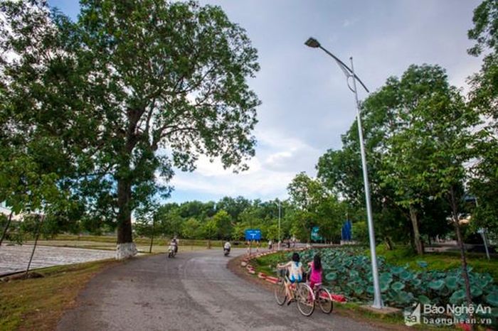 Hàng cây được trồng từ Quốc lộ 46 đi vào quê ngoại, sang quê nội Bác Hồ rồi trở lại Quốc lộ 46, thành một hình vòng cung. Trải qua thời gian, hiện nay hàng cây xà cừ còn nhiều nhất ở con đường dẫn vào quê nội Bác Hồ. Ảnh: Thành Cường