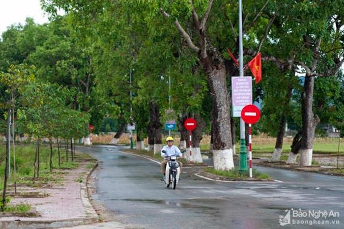 Hai hàng xà cừ nằm trên Tỉnh lộ 540, nối Quốc lộ 46 với trung tâm xã Kim Liên, kéo dài khoảng 5,2 km. Ảnh: Thành Cường