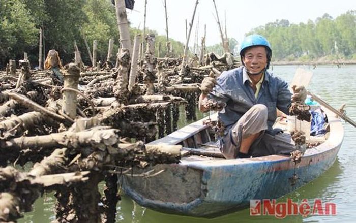 Nuôi hàu trên dòng Mai Giang. Ảnh tư liệu