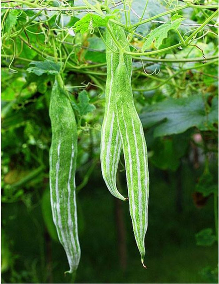 Lặc lày thường được trồng bằng hạt. Cây rất dễ chăm sóc, bạn không cần tưới quá nhiều nước bởi chúng hay bị thối rễ. (Nguồn Danviet)
