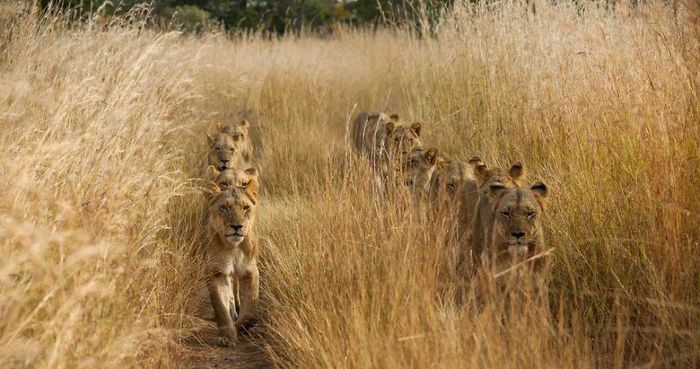 Tại Zambia, những bụi cỏ mọc cao đến mức chúa tể vùng thảo nguyên là sư tử hoàn toàn có thể ẩn giấu cơ thể của mình. Trong ảnh là một đàn sư tử hùng mạnh có kỷ luật rất nghiêm ngặt, chúng song bước thành hai hàng, tận dụng lợi thế của cỏ cao để di chuyển. (Nguồn Bored Panda)