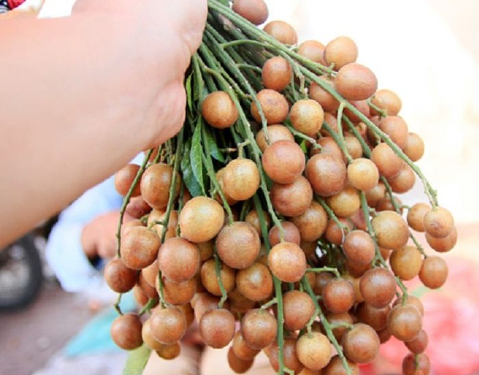 Vỏ quất hồng bì rất tốt cho sức khỏe