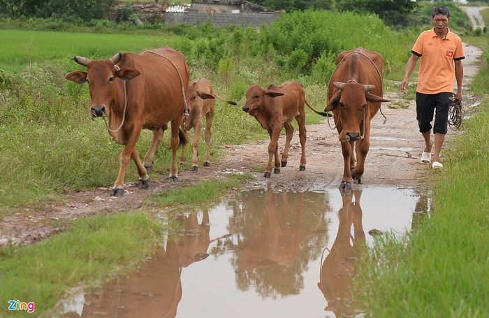 Cả ngày làm ruộng, chăn nuôi thêm bò, gà... nhưng một niềm tự hào lớn đối với ông Đoàn Quốc Thắng (cha Đoàn Văn Hậu) là có một người con trai tài năng, đang thi đấu cho đội U22 Việt Nam, tranh tài tại SEA Games 29.