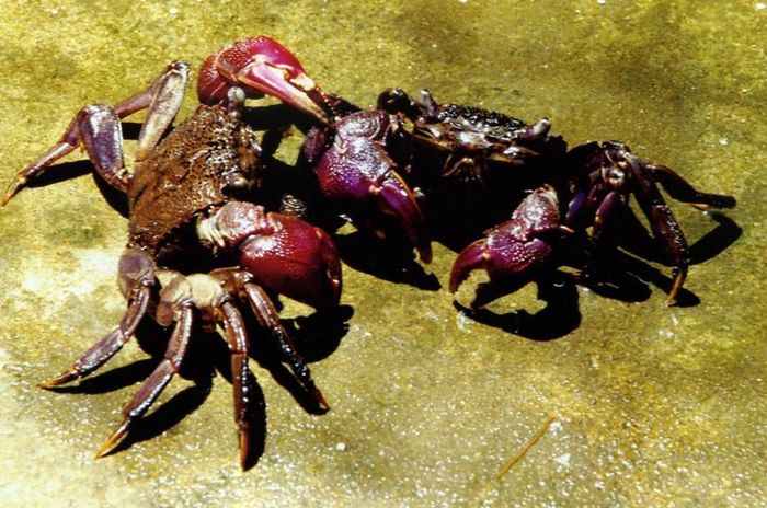 Ba khía là món ăn dân dã, đạm bạc thường xuất hiện trong các bữa cơm của người dân miền Tây. (Nguồn Vinabooking)