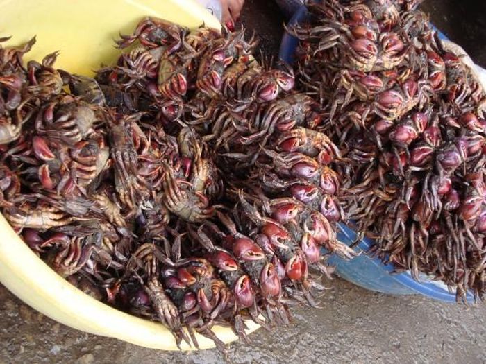 Con ba khía có thể ăn sống hoặc dùng để làm món mắm ba khía, ba khía rang, ba khía rim, ba khía hấp bia... (Nguồn Ecosite)