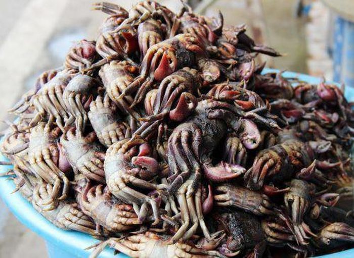 Tháng 10 là mùa ba khía. Khi đó, ba khía bám dày đặc trên các gốc cây trong rừng ngập mặn. (Nguồn Mekash)