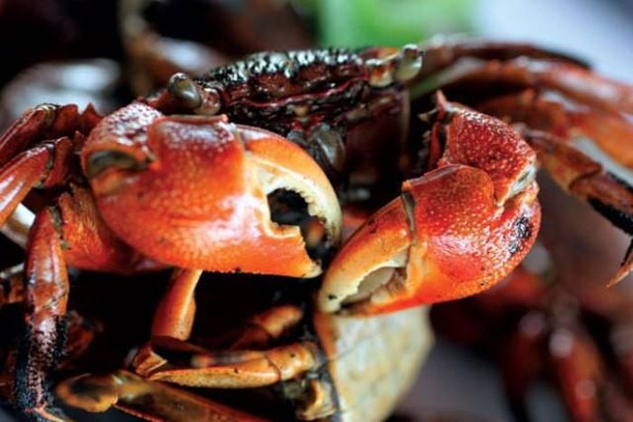 Ba khía là một loài cua nhỏ sống tập trung ở vùng nước lợ, nước mặn. Đặc biệt, loài này sống nhiều nhất ở vùng bãi bùn nước lợ của Cà Mau. (Nguồn Vanhoamientay)