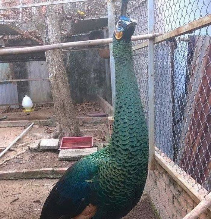 Bộ lông của chim công có màu sắc vô cùng đặc sắc.