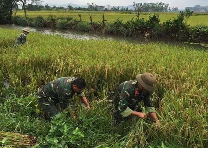 Đơn vị đã chia thành nhiều tốp, nhanh chóng giúp dân gặt lúa mùa. Ảnh: Thanh Thủy