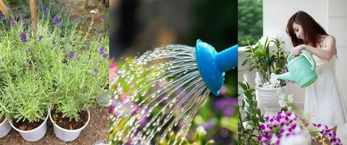 Hy vọng với cách trồng hoa oải hương chi tiết trên, các chị em có thể sở hữu những chậu hoa oải hương thơm ngát xinh đẹp tại nhà để thỏa mãn sở thích mà không hề tốn kém nhé!