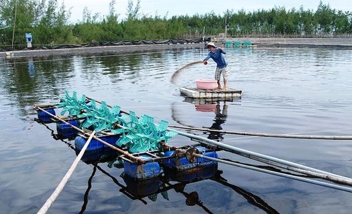 Mô hình nuôi tôm trên cát của người dân vùng Ngũ Điền, huyện Phong Điền (Thừa Thiên - Huế).