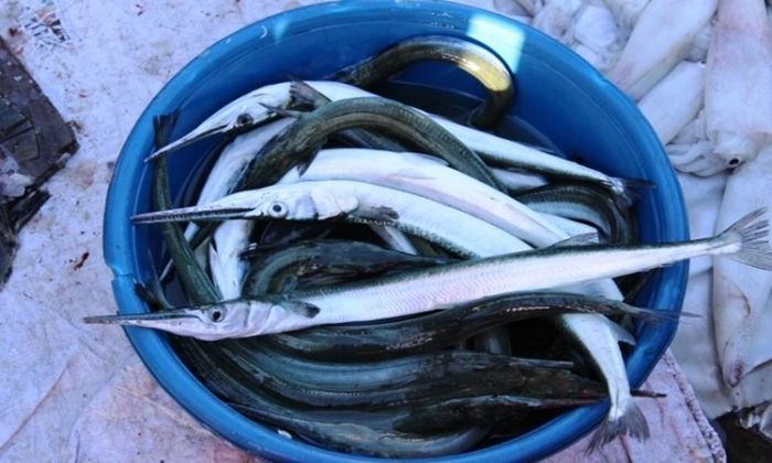 Cá xương xanh thường sống ở khu vực các ghềnh đá, tầng nước mặt ở biển. Để bắt được nó, ngư dân dùng lưới bao quanh. (Ảnh Huongvibiendanang)