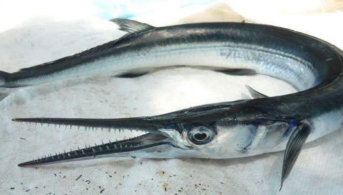 Cá xương xanh còn có tên gọi khác là cá lìm kìm biển hoặc cá nhái. Cá thuộc giống cá da trơn, mỏ nhọn như kẹp trong khi thân tròn và dài. (Ảnh Haisantuoisong)