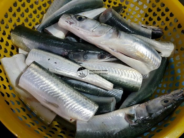 Đặc biệt, thịt cá xương xanh rất thơm và ngọt, gần giống thịt càng cua bể. Thịt cá ăn không bị bở và không có xương dăm. (Ảnh Goldenbeachtourist)