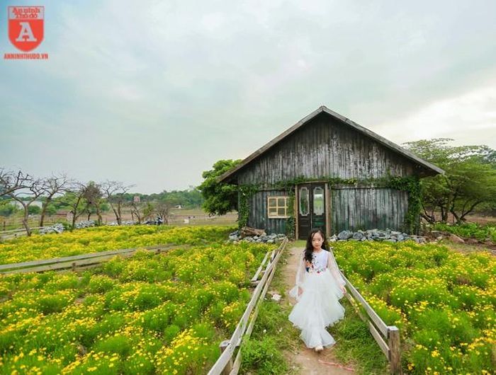  Thế giới cổ tích bên cúc sao băng 