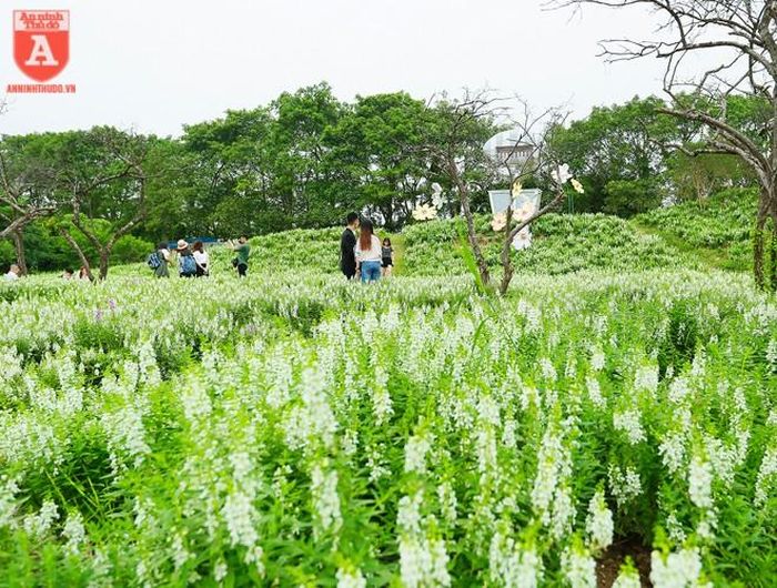  Những cây mận khẳng khiu như đối lập với sắc trắng của hoa ngọc hân khiến khung cảnh nơi đây tuyệt đẹp 