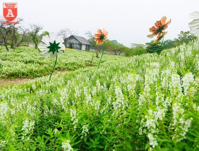  Đứng trên quả đồi nhỏ bát ngát ngọc hân trắng ta có thể quan sát thảo nguyên hoa mênh mông 