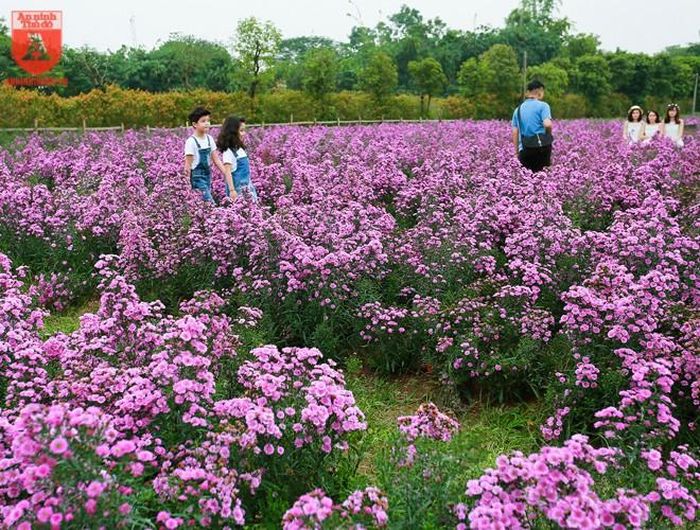  Trước kia thạch thảo được trồng nhiều ở Đà Lạt (Lâm Đồng), vài năm trở lại đây loài hoa này được trồng nhiều ở Tây Tựu, Nhật Tân (Hà Nội). 