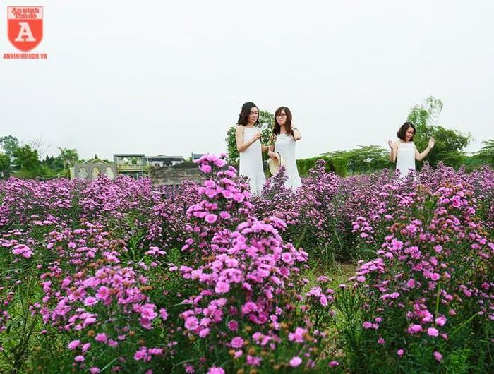  Loài hoa này khiến các bạn trẻ yêu thích bởi màu tím của nó, màu tím mang những kỷ niệm, sâu lắng và khó quên ví dụ như mối tình đầu... 