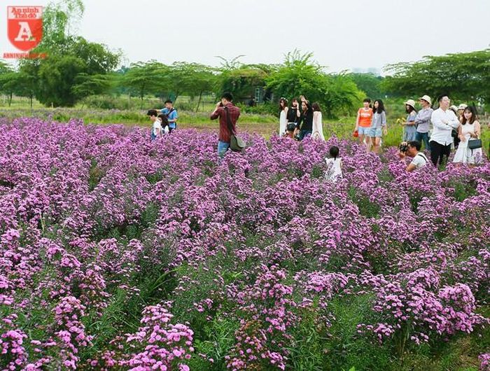  Thạch thảo còn có tên gọi khác là hoa lưu ly, cũng là một trong những loài hoa đặc trưng của mùa thu Hà Nội. 