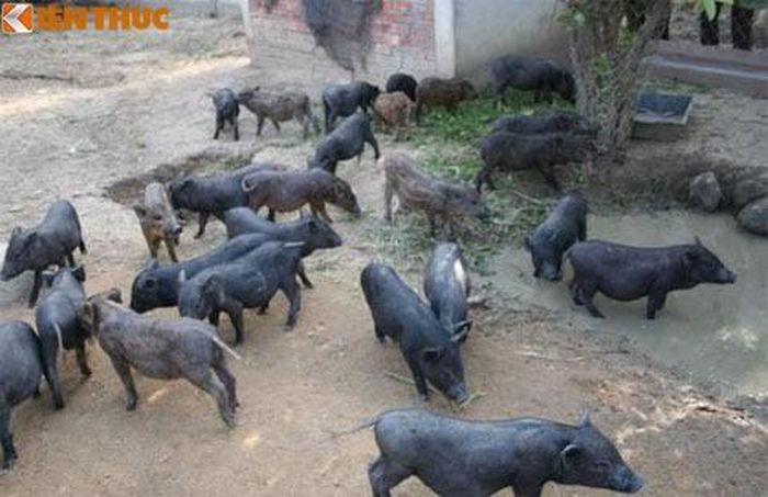 Lợn mán hay còn được gọi là heo mọi, lợn mường, lợn mọi, lợn đen. Giống lợn này thực ra là giống lợn lai giữa lợn nhà và lợn rừng, có nguồn gốc từ miền Bắc và miền Trung nước ta. (Ảnh Googleusercontent)