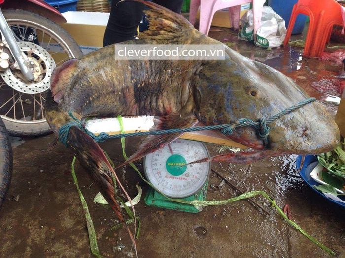 Cá chiên có vẻ bề ngoài rất kì dị và đáng sợ. Da của nó dày, màu da loang lổ, hàm răng lởm chởm rất sắc, phần đầu to, có râu, trong khi thân trơn nhẵn bóng. (Ảnh Cleverfood)