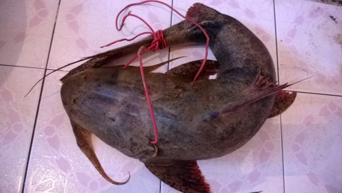 Mặc dù cá chiên có ở nhiều nơi nhưng cá chiên sông Đà vẫn có hương vị đứng đầu bảng. (Ảnh Ytimg)