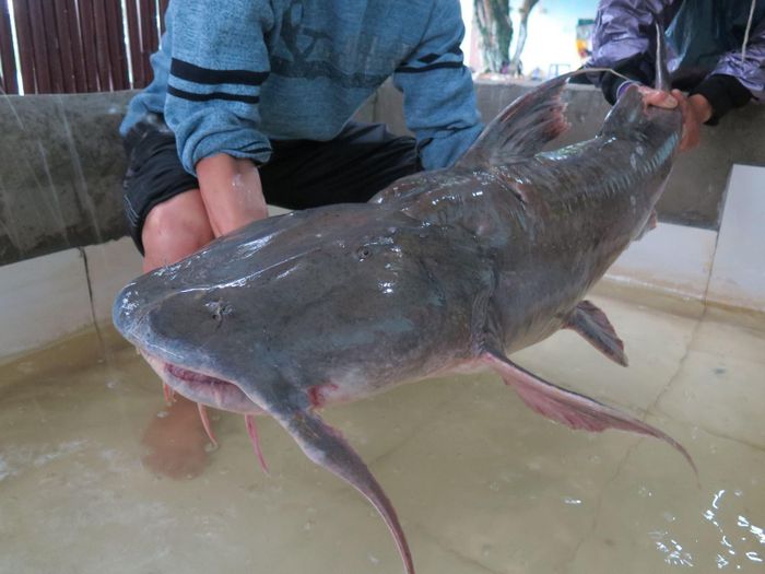 Thịt cá chiên có màu vàng, chỉ có xương sống dạy dài từ đầu đến đuôi cá và không có xương dăm. (Ảnh Cleverfood)