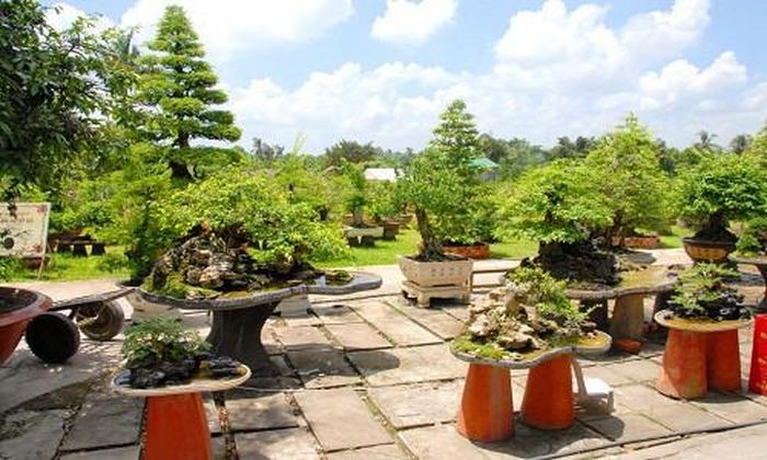 Những cây cảnh có giá trị được trồng và bảo quản trong khuôn viên 2ha, với 30 nhân viên chăm sóc hàng ngày. Ảnh: Zing.