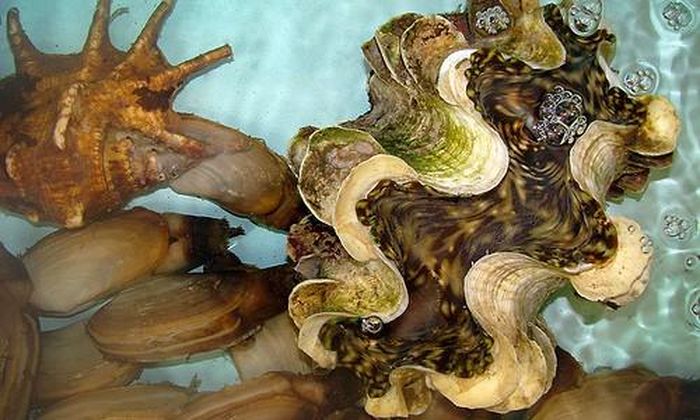 Ốc tai tượng thuộc nhóm ốc có kích thước lớn nhất trong các loài ốc biển với hình dạng như chiếc tai voi. Con ốc trưởng thành có thể đạt được trọng lượng 6kg. (Ảnh Haisansachphanthiet)