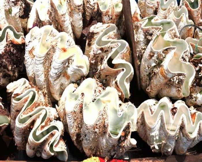 Ốc tai tượng rất tốt cho sức khỏe con người do chứa nhiều dưỡng chất như vitamin A, C, sắt, kẽm, canxi và chất béo không hòa tan. (Ảnh Tepbac)