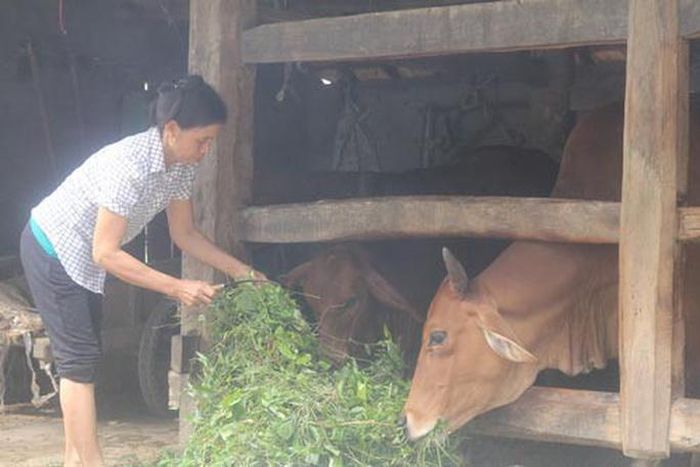 Với mức lương hưu chỉ hơn 1,3 triệu đồng/tháng, đời sống của cô Nguyễn Thị Vỹ hiện rất khó khănẢnh: Đức Ngọc