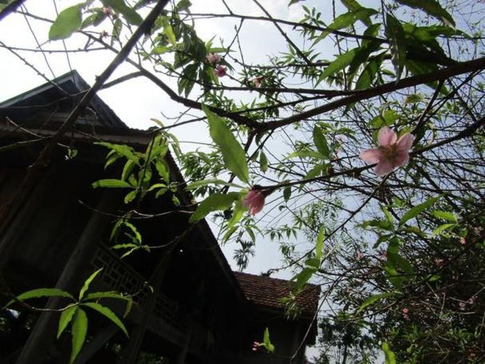 Hoa đào được người dân Quỳ Châu trồng bên nhà sàn làm cảnh nhưng nhiều năm nay đã trở thành hàng hóa giá cao vào mỗi dịp Tết. Ảnh: Bé Vinh