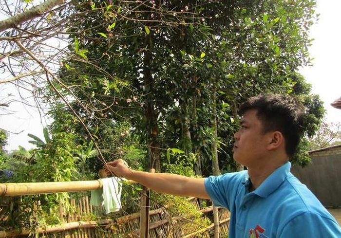 Anh Lang Văn Cường ở Bản Chào, xã Châu Bính cho biết, đào nhà anh nở rộ từ tháng 9 âm lịch. Với đà này, vào dịp Tết Nguyên đán, những cây hoa đào chỉ còn nảy lộc xanh. Ảnh: Bé Vinh