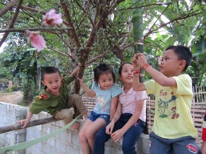 Nhiều nguời dân trồng đào cho biết, theo quy luật, mỗi năm hoa đào ở Quỳ Châu sẽ nở hai đợt, đợt 1 là tháng 5 âm lịch (đợt này đào chỉ nở không đậu quả); đợt 2 đào nở bắt đầu từ khoảng cuối tháng 11 - giữa tháng 12 âm lịch để chuẩn bị đón Tết. Thế nhưng, năm nay, vào đầu tháng 11, những cành đào đã rụng hết hoa. Ảnh: Bé Vinh