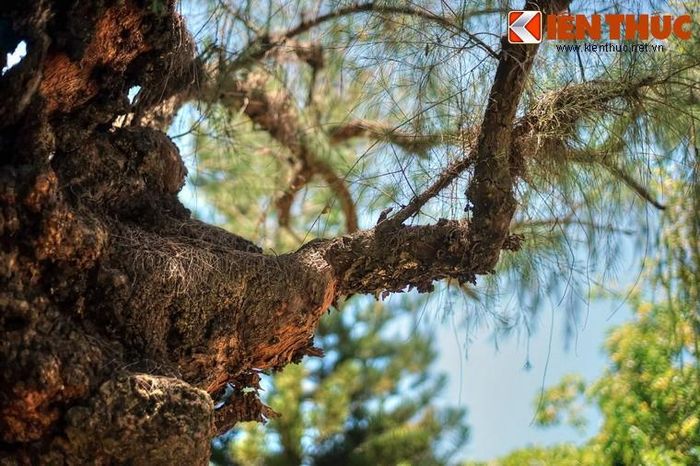 Theo phân loại khoa học, phi lao có pháp danh Casuarina equisetifolia, là một loài thực vật có hoa trong họ Casuarinaceae.