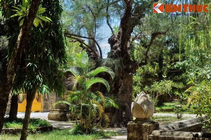 Chùa Thập Tháp (xã Nhơn Thành, huyện An Nhơn, tỉnh Bình Định) là một trong những ngôi chùa cổ nổi tiếng nhất miền Trung. Ít ai biết rằng, ngôi chùa này sở hữu một cây phi lao cổ thụ độc đáo nhất nhì Việt Nam.