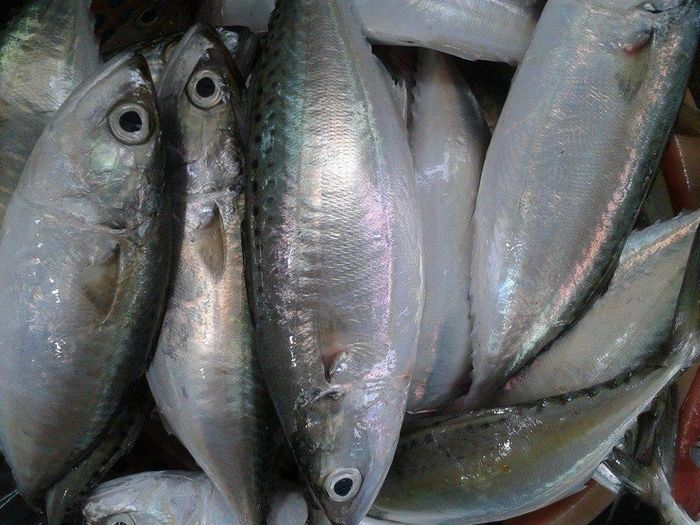Mùa sinh sản của cá bạc má kéo dài từ tháng 3 cho đến tháng 12, trong đó tháng 3 – 6 và tháng 9 – 10 là khoảng thời gian loài cá này sinh sản nở rộ nhất. (Ảnh Dacsanxunghe)