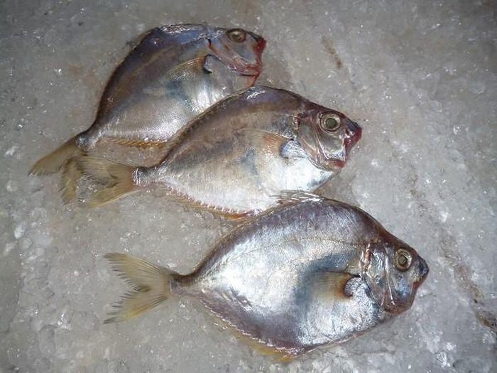 Cá liệt có nhiều loại như cá liệt chỉ, cá liệt lệ, cá liệt búa, cá liệt bầu, cá liệt ngang... Ở vịnh Bắc Bộ Việt Nam có 17 loài cá liệt khác nhau, trong đó có 2 loài có giá trị kinh tế. (Nguồn Hieuhaisan)