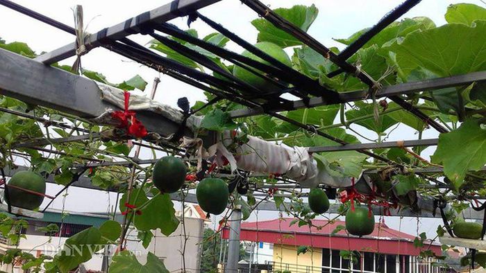Chia sẻ riêng với Dân Việt, chị Huyền cho hay, với chị thì trồng rau sạch cho nên chỉ sử dụng thảo dược để phun .