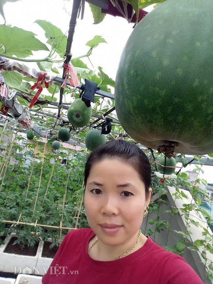Chia sẻ với PV, chị Huyền nhấn mạnh ngay khi cây bắt đầu có hoa thì phải ngưng tưới NPK. Lúc này chỉ nên tưới hàng tuần bằng nước gạo ủ chua hoặc phân cá.