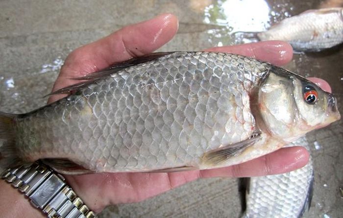 Cá diếc được chế biến thành nhiều món ăn ngon khác nhau. Thậm chí, nhiều nơi ở miền Trung, người ta còn ăn cá diếc (nhỏ) sống gọi là món thanh cầm. (Ảnh Giaoducso)