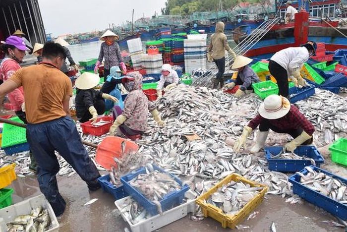 Tập nập bến cá lạch Quèn. Ảnh: Xuân Hoàng