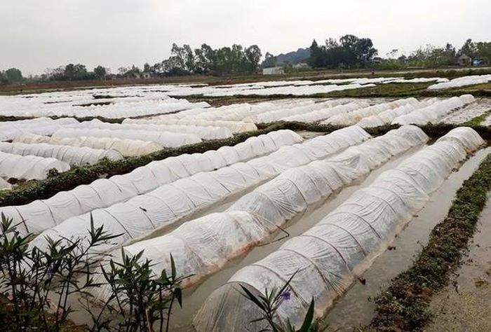 100% diện tích gieo mạ ở Quỳnh Lưu được che phủ ni lông. Ngoài chống rét, che ni lông còn hạn chế chuột phá hoại, rầy lưng trắng và bệnh lùn sọc đen. Ảnh: Việt Hùng