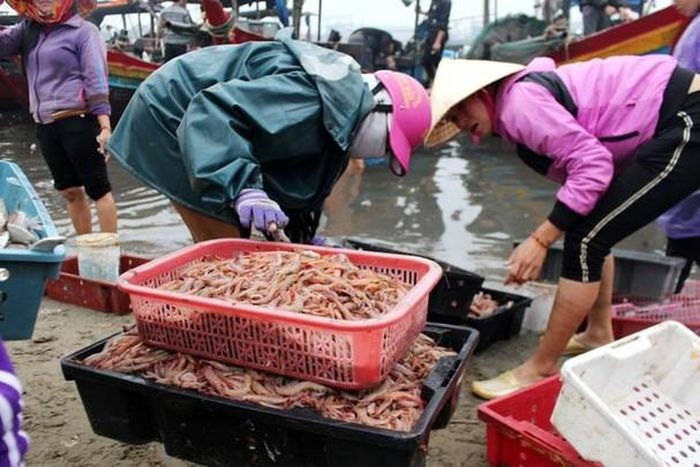 Theo thống kê, toàn huyện Quỳnh Lưu hiện có hơn 1.300 phương tiện tàu thuyền, trong đó có hơn 600 phương tiện đánh bắt xa bờ. Tính đến ngày 29/12, sản lượng khai thác hải sản đạt gần 62.000 tấn, tăng 3% so với cùng kỳ năm ngoái. Ảnh: Việt Hùng