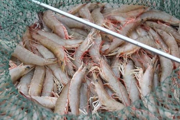Tôm biển là loại hải sản có giá trị kinh tế cao, tôm loại 1 có giá 400.000 - 450.000 đồng/kg (15 con); loại 2 có giá 200.000 - 250.000 đồng/kg; loại tôm sắt có giá 40.000 - 45.000 đồng/kg. Ảnh: Việt Hùng