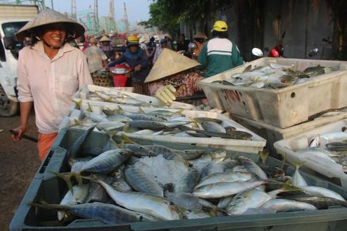 Những khay cá bạc má có giá trị từ 30 - 40.000 đồng/kg được vận chuyển lên xe ô tô để đi tiêu thụ. Ảnh: Việt Hùng