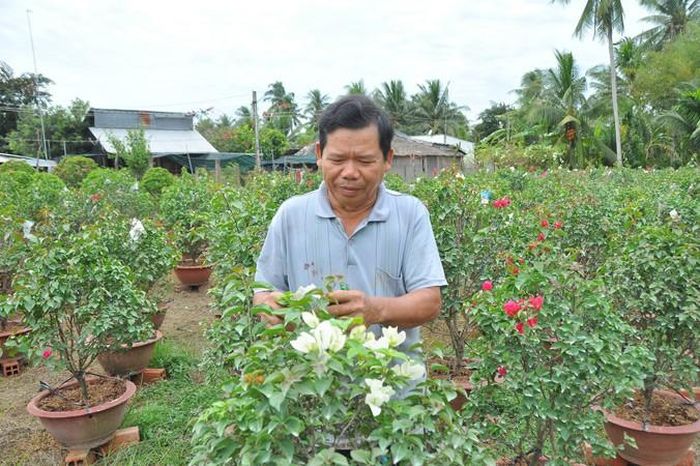 Ông Huỳnh Thanh Tâm ở huyện Chợ Lách (Bến Tre) bên vườn hoa giấy của mình.