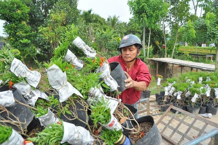 Công nhân chở hoa đi tiêu thụ.